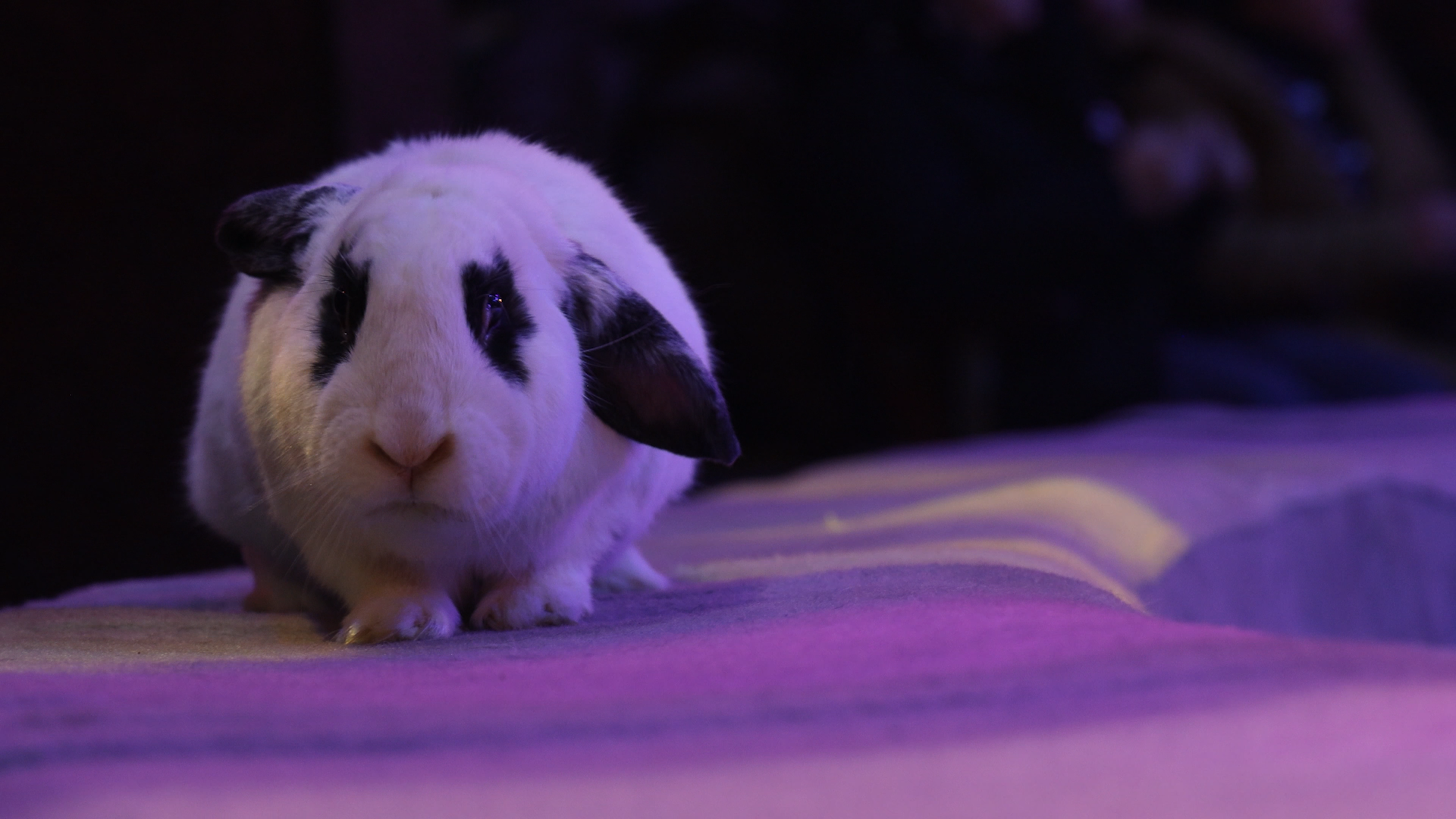 Без клоунів, але із тваринами: чим живе цирк сьогодні – інтерв'ю з директором